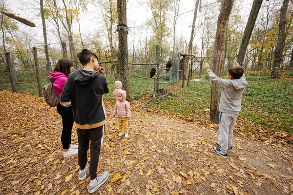 秋の森の檻の中で2羽の茶色のワシを見る家族 — ストック写真