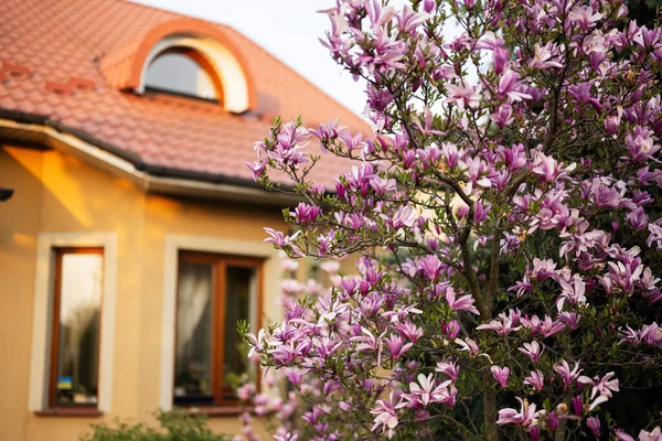 Kruche Różowe Kwiaty Magnolii Kwitną Wiosną Przeciwko Domowi — Zdjęcie stockowe