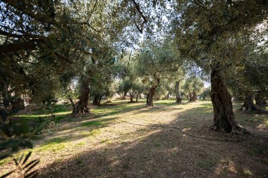 Karadağ 'ın Ulcinj kentinde barışçıl ve doğal bir atmosfer yaratan, güneş ışığının antik ağaçların dallarından aktığı sakin bir zeytinlik..