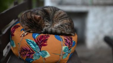 Şirin bir tekir kedi, dışarıdaki ahşap bir sandalyeye yerleştirilmiş renkli yuvarlak bir yastığın üzerinde huzur içinde uyuyor. Kedi huzurlu bir ortamda rahatlatıcı bir şekerleme yapıyor..