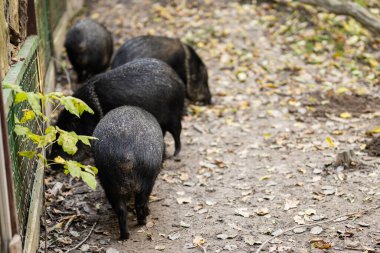 A group of wild boars trekking through a forest path lined with autumn leaves, showcasing their natural setting and behavior. clipart