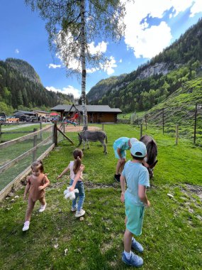 A group of children enjoying a sunny day at a mountain petting zoo in Untertauern, Austria, interacting with donkeys. The scene captures a playful and joyful atmosphere amidst beautiful natural surroundings. clipart