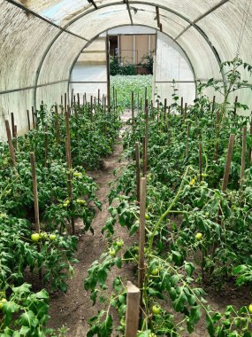 Canlı domates bitkileriyle dolu yemyeşil bir sera. Görüntü, sağlıklı büyüme ve doğal tarım uygulamalarını yakalıyor. Sürdürülebilir tarım ve organik üretim gibi kavramlar için idealdir..