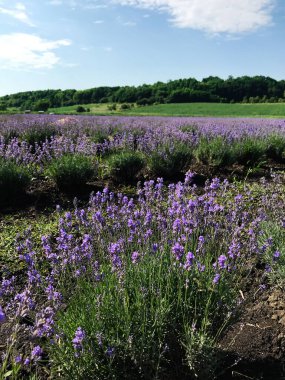 Açık mavi bir gökyüzünün altında tam çiçeklenme halinde canlı bir lavanta alanı uzanır. Arkadaki yemyeşil orman bu sakin kırsal manzarayı tamamlıyor..