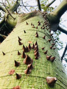 An up-close perspective of a green tree trunk adorned with sharp thorns, set against a backdrop of a lush forest environment. The thorns create a unique and textured surface. clipart