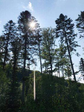 Uzun ağaçların arasından parlayan güneş ışığının huzurlu bir atmosfer yarattığı sakin bir orman sahnesi. Görüntü, doğanın güzelliğini ve sükunetini yansıtıyor..