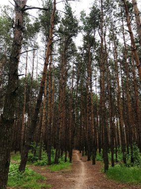 Uzun çam ağaçlarıyla dolu sık bir ormanda huzur ve yalnızlık hissi veren sakin bir toprak yol. Yeşillik yolu kuşatmış, doğal bir sığınak oluşturmuş..