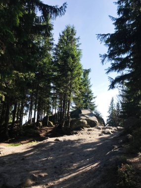 Güneş ışığıyla aydınlatılmış, yüksek yeşil ağaçlar ve kayalık arazilerle çevrili manzaralı bir orman yolu. Sakin atmosfer, doğanın dingin güzelliğini keşfetmeye ve yansıtmaya davet ediyor..