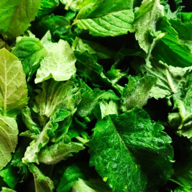 Doku ve detayı gösteren canlı yeşil yaprakların yakından görüntüsü. Tazelik, doğa ve sağlık kavramları için ideal. Geçmişleri ve botanik çalışmaları için mükemmel..