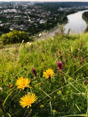 Parlak sarı kır çiçekleri yemyeşil bir tepenin üzerinde akan bir nehrin ve uzak bir kasabanın panoramik manzarasıyla açar. Doğanın güzelliğini ve sükunetini yansıtan bu sakin manzara, bir huzur duygusunu çağrıştırıyor..