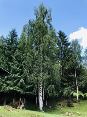 Yükselen ağaçların altında bir geyiğin dinlendiği huzurlu bir orman. Sakin mavi gökyüzü ve gür yeşillik sakinleştirici doğal bir ortam yaratır..