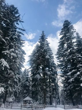 Berrak mavi bir gökyüzünün altında uzun, karla kaplı çam ağaçlarının olduğu sakin bir kış sahnesi. Huzurlu ortam ahşap bir çitle vurgulanmış ve ön planda el değmemiş kar var..