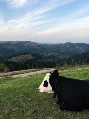 Yuvarlanan tepeler ve sakin kırsal bölgelerle çevrili yemyeşil çimlerde dinlenen siyah beyaz bir ineğin olduğu sakin bir sahne. Mavi gökyüzü sakin bir kırsal atmosfer yaratır..