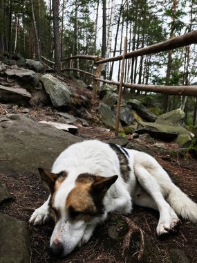 Ağaçlar ve doğa ile çevrili kayalık bir patika boyunca yemyeşil bir ormanda huzur içinde uyuyan rahat bir köpek. Sükuneti ve dışarıdaki hayvan hayatının özünü yakalamak..