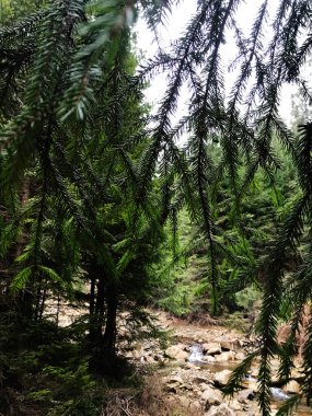 A peaceful forest scene featuring lush evergreen trees and a gentle stream flowing over rocks, evoking a sense of tranquility and nature's beauty. clipart