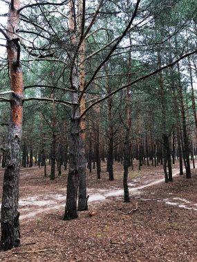 Uzun çam ağaçları arasında dolambaçlı bir yol içeren sakin bir orman sahnesi. Dekorasyon, sonbaharda barışı, huzuru ve doğanın güzelliğini çağrıştırıyor. Doğa ve macera temaları için ideal.