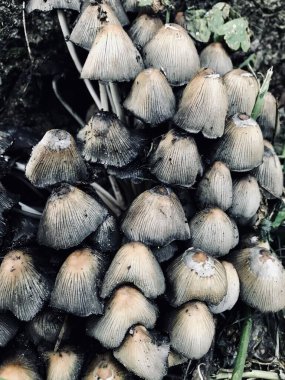 Orman ortamında ortaya çıkan bir grup yabani mantarın yakın çekim görüntüsü. Görüntü onların narin dokularını ve doğal oluşumlarını yakalıyor, doğanın büyümesinin güzelliğini vurguluyor..