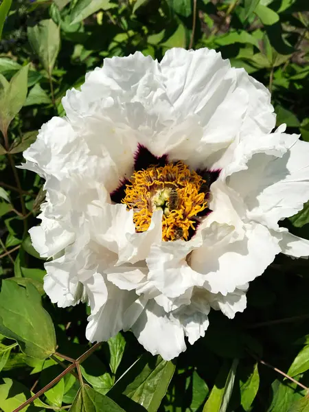 Bu resim, yeşil yaprakların arasında zarif taç yaprakları ve canlı sarı kadife çiçekleri sergileyen, tamamen açan, çarpıcı beyaz şakayık çiçeğini gösteriyor. Doğa ve botanik temalar için ideal.