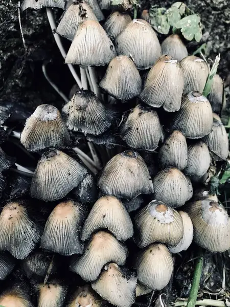 Orman ortamında ortaya çıkan bir grup yabani mantarın yakın çekim görüntüsü. Görüntü onların narin dokularını ve doğal oluşumlarını yakalıyor, doğanın büyümesinin güzelliğini vurguluyor..