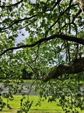 Yeşil ağaç dallarının ve yapraklarının sakin bir nehir kıyısını çerçevelediği sakin ve doğal bir atmosfer yaratarak rahatlama ve yansıtma için mükemmel bir manzara..