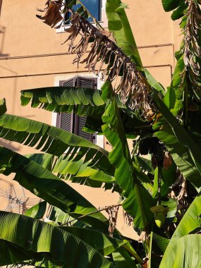 Canlı muz yaprakları eski bir binanın ön cephesine karşı güneş ışığında güneşlenerek tropikal bir şehir havası yaratıyor. Gölgeler bu güzel açık hava manzarasına derinlik katıyor. Roma, İtalya.