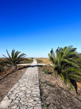 A peaceful stone pathway flanked by palm trees stretches towards the horizon under a vibrant blue sky. Represents tranquility, nature, and a journey to serenity. clipart