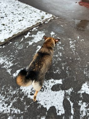 Kış boyunca karlı bir kaldırımda gezinen bir köpeği çeken bir fotoğraf. Huzur ve doğa tasviri..