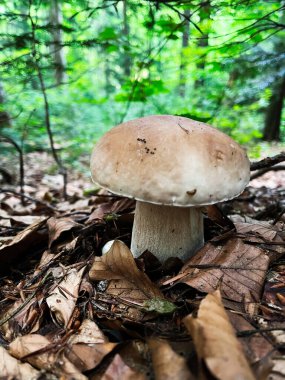 Yaban mantarı orman zemininde yemyeşil orman bitkileriyle çevrili yaprakların arasında yetişiyor. Orman yaşamının sakin bir görüntüsü, doğal büyüme ve orman ekosistemlerinin karakteristik sonbahar renklerini tasvir ediyor..