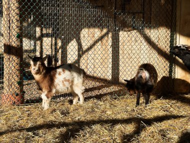 İki keçi saman zemin ve çitlerle çevrelerinde gün ışığının tadını çıkarıyorlar..