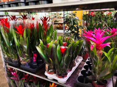 Bir dükkanda canlı bromeliad 'lar detaylarını ve cazibelerini sergiliyorlar.