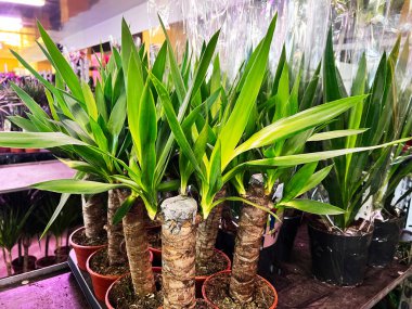 Kapalı alandaki yeşil bitkilerin yakın görüntüsü, bereketli yeşillikler ve canlı dekorlar sergileniyor..