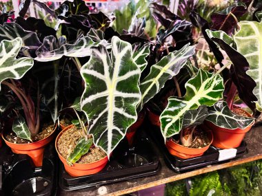 Vurucu yaprak damarları olan yeşil tropikal bitkiler dekorasyon için kapalı alanda sergileniyor..