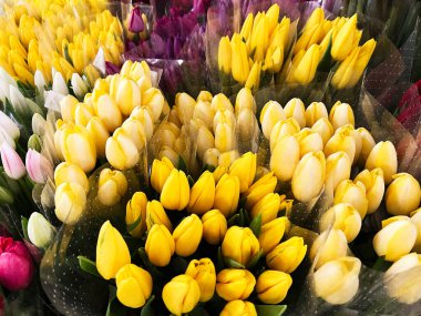 Canlı sarı ve beyaz laleler çiçek pazarında sergileniyor.