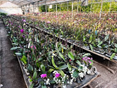 Bereketli bir sera ortamında ekilmiş canlı orkide çiçeklerinin huzurlu manzarası.