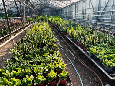 Yeşillik, canlı bitkilerle dolu düzenli sıralar ve doğal ışıklandırmayla döşenmiş bir sera.