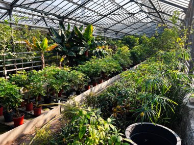 Güneş ışığı altında çeşitli bitki ve ağaçlarla dolu bir sera.