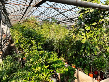 Parlak bir serada yeşil yapraklar doğal güzellikleri ve canlı bitkileri sergiliyor..