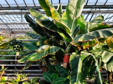 Muz bitkileri canlı, yeşil ve tropikal yapraklarla dolu bir seranın içinde olgun meyveler sergiliyor..