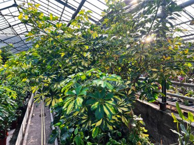 Parlak yeşil bitkiler, çeşitli bitki örtüleriyle güneşli bir sera ortamında gelişiyorlar..