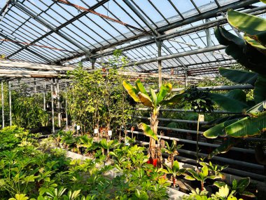 Geniş bir sera ortamında çeşitli bitkilerle sıcak ortam.
