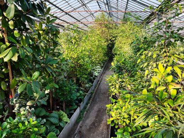 Doğal gün ışığında çeşitli canlı tropik bitkilerle dolu yemyeşil bir sera.