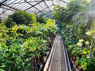 Çeşitli saksı bitkilerinin ve doğal ışığın içinden aktığı parlak bir sera..