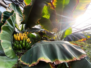 Güneş ışığı altında olgun ve yeşil muzlu bir muz ağacına yakın çekim