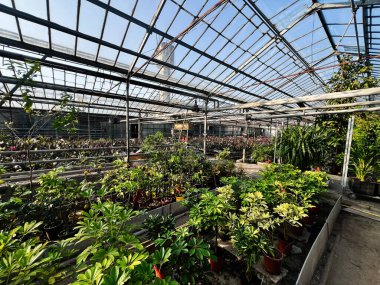 Sıraya dizilmiş saksılarda çeşitli bitkilerle sera. Canlı yeşillikler sergileniyor.