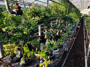Kapalı alanda canlı bir bahçe, bir dizi bonsai ağacını sergiliyor..