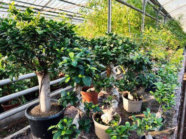 Bonsai bitkileri bir serada sera, sera ve karmaşık botanik düzenlemeleri sergileniyor..