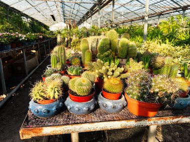 Bir seranın içindeki masada sergilenen saksılarda çeşitli renkli kaktüsler..