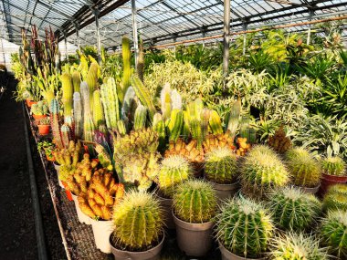 Parlak güneş ışığı altındaki bir serada çeşitli kaktüsler ve sulu bitkiler sergilenir..