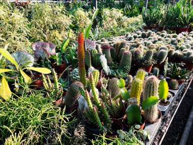 Dışardaki bir kreşteki saksılarda sergilenen çeşitli kaktüsler ve sulu bitkiler.