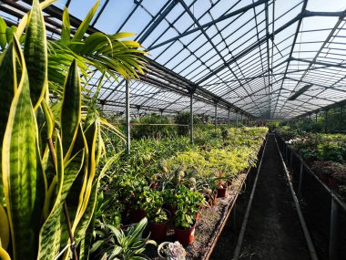 Tencere ve güneş ışığı gibi çeşitli bitkilerle dolu geniş bir sera.